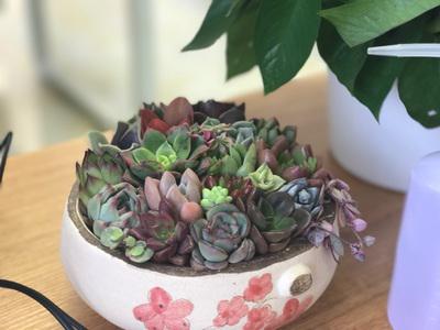 多肉植物.jpg
